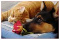 /album/galerie-photos/chat-et-chien-jpg/